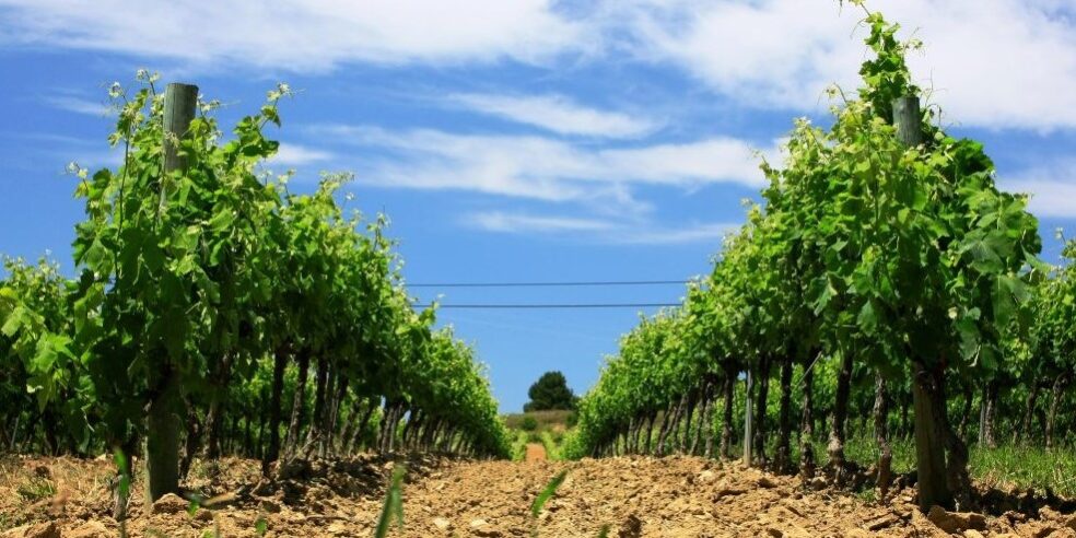 Enoturisme Alt Empordà_Alegre Import.nl Wijngaarden Alt Empordà