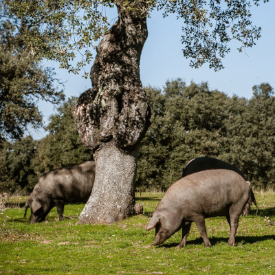 Iberische varkens
