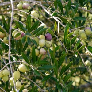 spaanse olie en olijven afkomstig van de Catalaanse Arbequina olijf