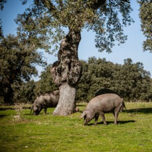 Ibérico varkens