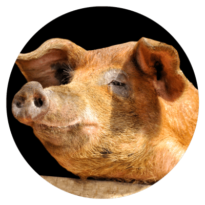 Spaans wit varkens ras Duroc _ Alegre Import