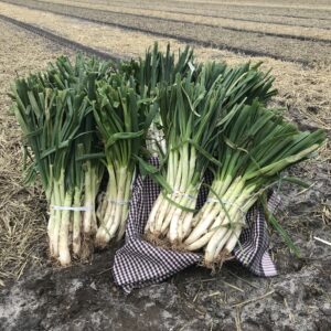 Seizoen product calçots uit Barcelona in Nederland_Calçots koop je bij Alegre Import.